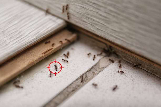 Best Cockroach Control Services  in Lincolnshire, IL