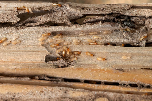 Best Emergency Pest Control  in Lincolnshire, IL