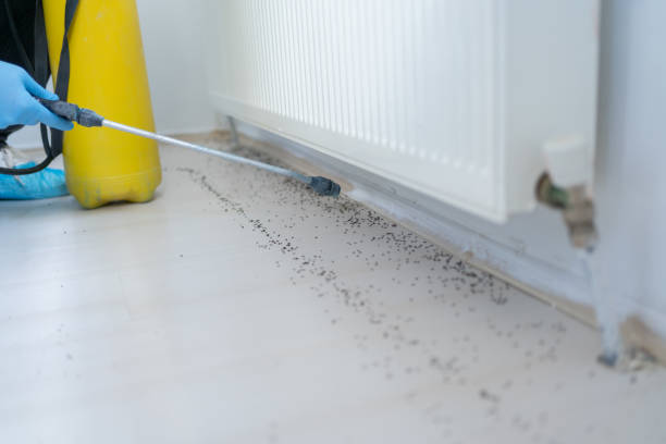 Flea Control Services in Lincolnshire, IL